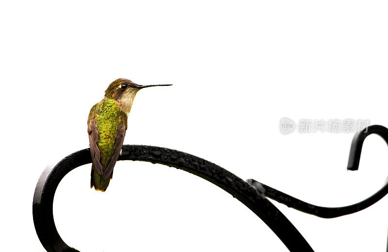 雌性蜂鸟(Archilochus colubris)栖息在铁栅栏上